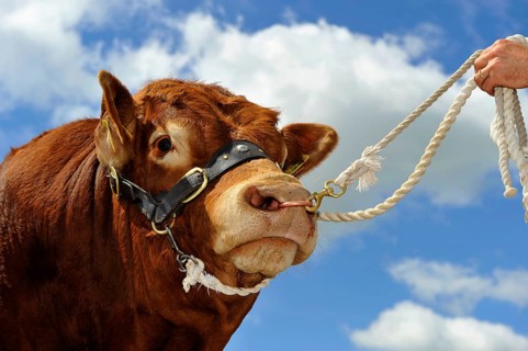 Domestic cattle