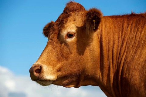 Domestic cattle