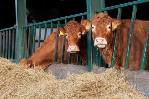Domestic cattle