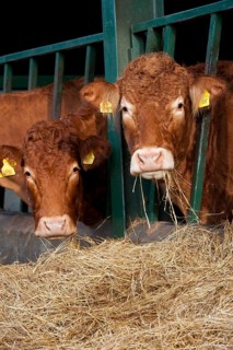 Domestic cattle