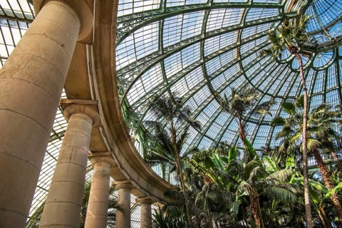 Palm trees in the Jardin d'hiver