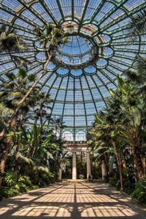 Palm trees in the Jardin d'hiver