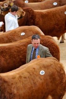 Domestic cattle