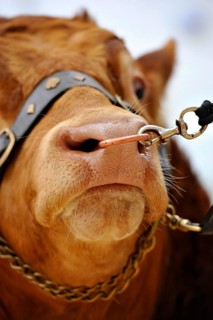 Domestic cattle