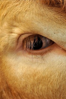 Domestic cattle