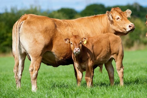 Domestic cattle