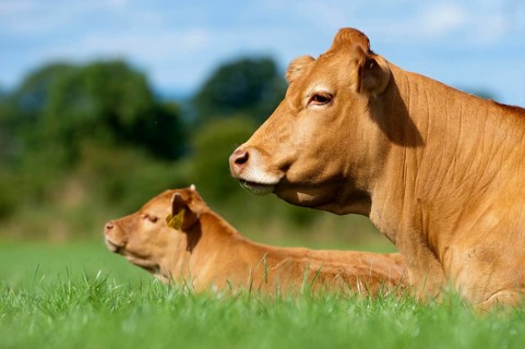 Domestic cattle