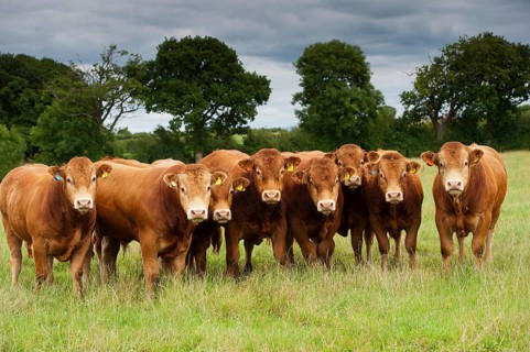 Domestic cattle