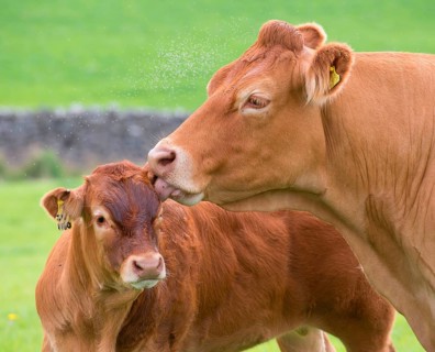 Domestic Cattle