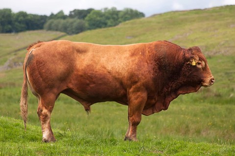 Domestic cattle