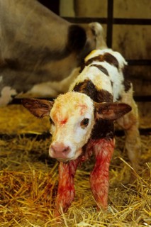 Simmental Newborn Calf on Organic Farm in Powys