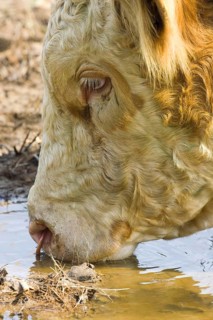 Domestic cattle