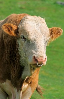 Domestic cattle