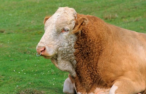 Domestic cattle