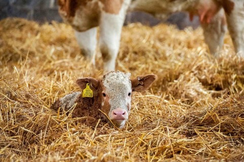 Domestic Cattle