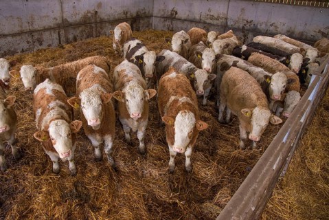 Domestic Cattle