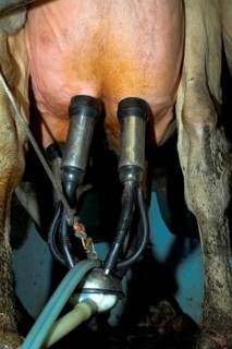 Dairy farming