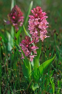 Early marsh-orchid