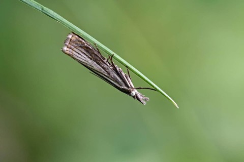 Weevil
