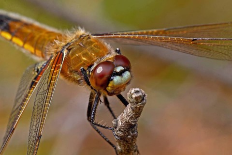 Four-spotted dragonfly