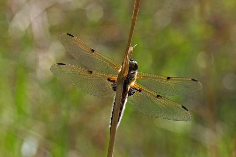Four-spotted dragonfly
