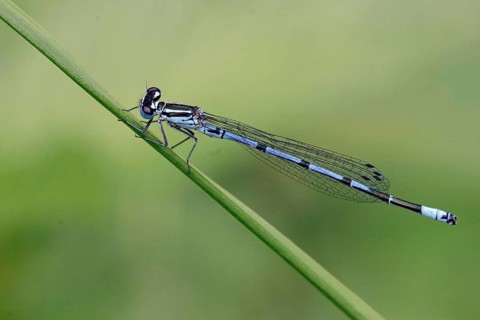 Horseshoe damselfly