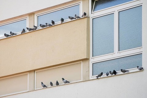 Domestic Pigeon