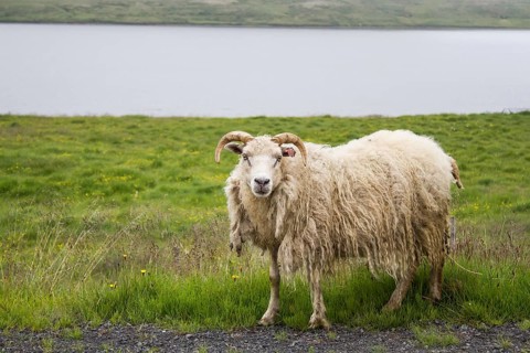Icelandic Sheep