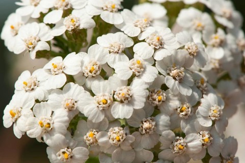 Yarrow