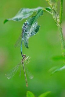 Common damselflies