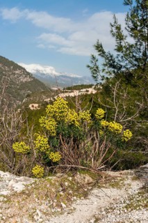 Large Mediterranean Spurge