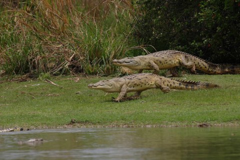 Nile crocodiles
