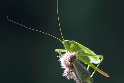 Greater green hayseed
