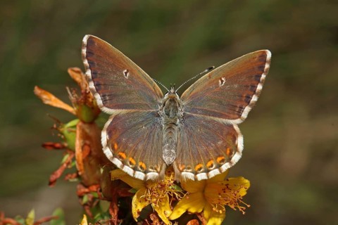 Silvery-green Blue