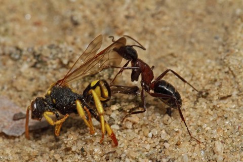 Red ant