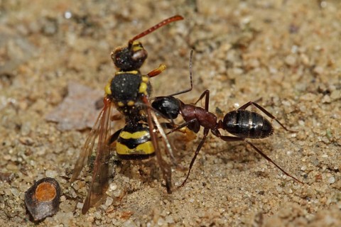 Red ant