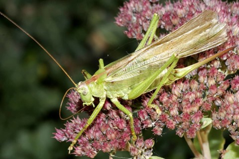 Greater green hayseed