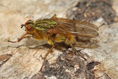 Yellow manure fly