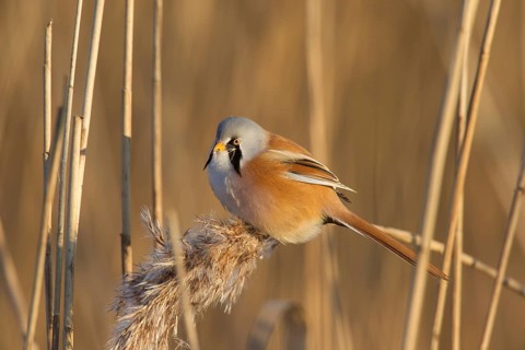 Bearded reedling
