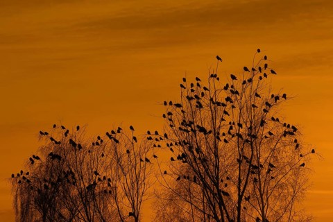 Rooks