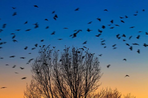 Rooks