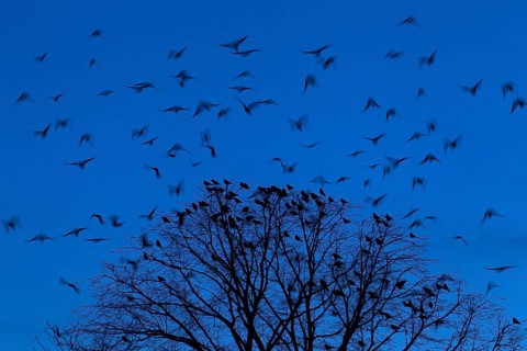 Rooks