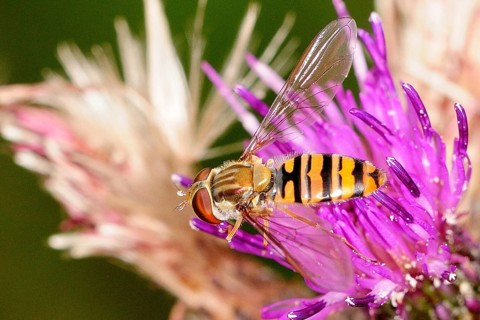 Grove hoverfly on flower
