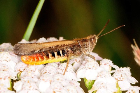 Red-legged Grasshopper