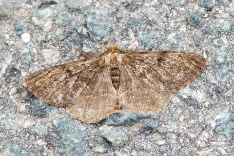 Pale oak processionary moth