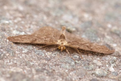 Pale oak processionary moth