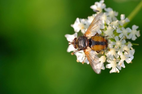 Hedgehog fly