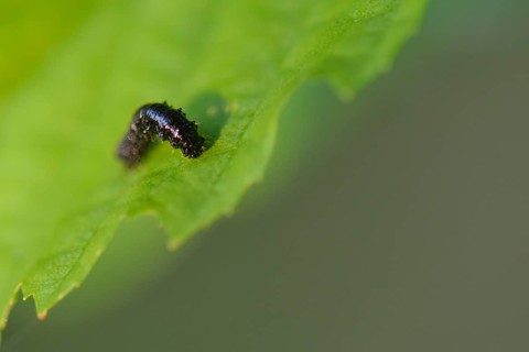 Elm splinter beetle