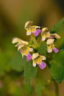 Variegated hemp-nettle