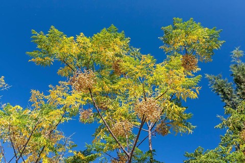 White cedar tree